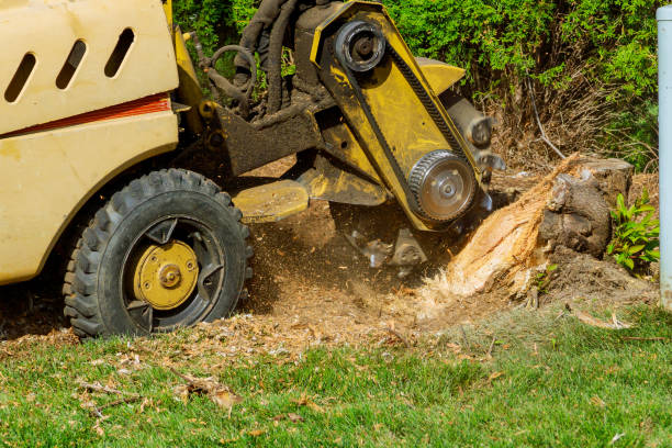Best Tree Cabling and Bracing  in Wylie, TX